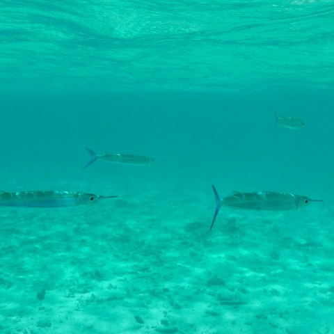 P1060056